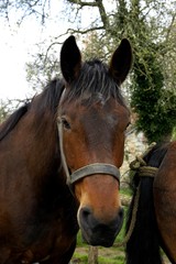 Cob Normand Horse, a Draft horse Breed from Normandy, Portrait with Halter