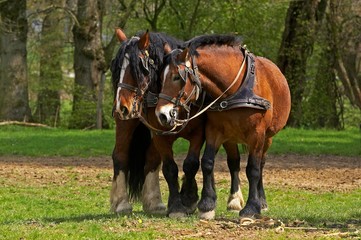 Cob Normand Horse, a Draft horse Breed from Normandy