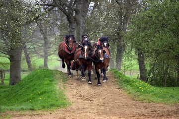 Cob Normand Horse, a Draft horse Breed from Normandy