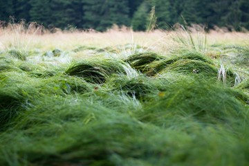 Green Grass Waves In The Czech Moorland  Kladska