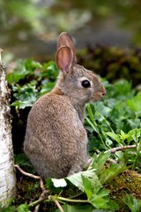 European Rabbit or Wild Rabbit, oryctolagus cuniculus, Young standing on Grass, Normandy © slowmotiongli