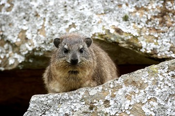 Rock Hyrax or Cape Hyrax, procavia capensis, Adult standing on Rocks, Hell's Gate Park in Kenya