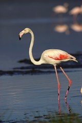 Fototapeta na wymiar Greater Flamingo, phoenicopterus ruber roseus, Adult standing in Water, Nakuru Lake in Kenya