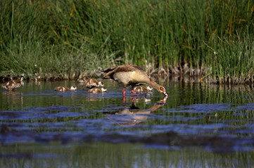 Egyptian Goose, alopochen aegyptiacus, Adult with Goslings standing in Water, Kenya