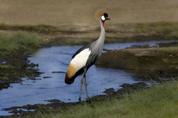 Grey-Crowned Crane, balearica regulorum, Adult standing near Water, Nakuru Park in Kenya