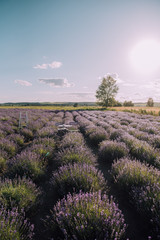 Blooming rows of lavender field at sunset