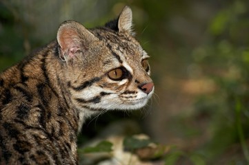 Tiger Cat or Oncilla, leopardus tigrinus, Portrait of Adult