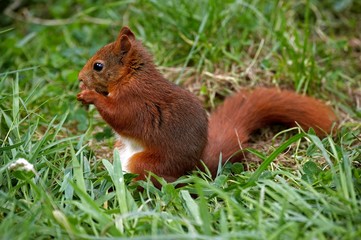 Red Squirrel, sciurus vulgaris, Adult standing on Grass, Eating, Normandy