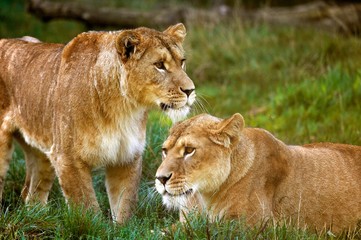 African Lion, panthera leo, Two Females