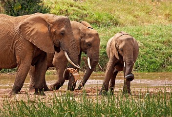 Naklejka na ściany i meble African Elephant, loxodonta africana, Group standing near River, Samburu Park in Kenya