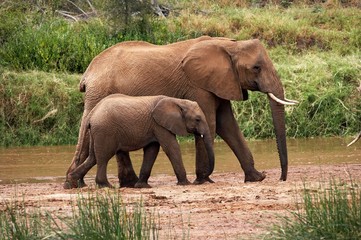 African Elephant, loxodonta africana, Female with Yound standing near River, Samburu Park in Kenya