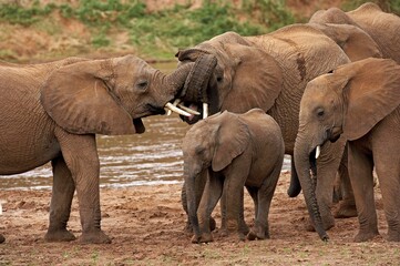 African Elephant, loxodonta africana, Group standing near River, Samburu Park in Kenya