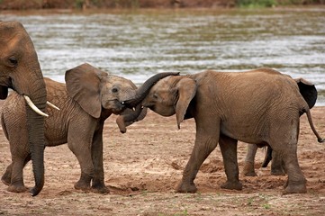 Fototapeta premium African Elephant, loxodonta africana, Youngs playing near River, Samburu Park in Kenya