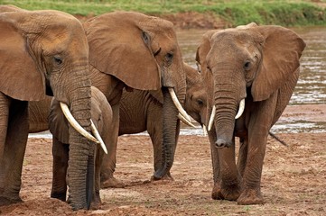 African Elephant, loxodonta africana, Group standing near River, Samburu Park in Kenya