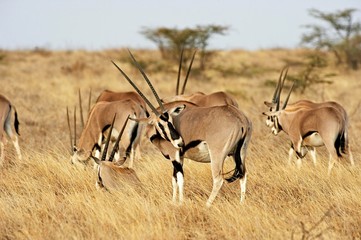 Beisa Oryx, oryx beisa, Herd in Savannah, Masai Mara Park in Kenya