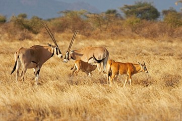 Naklejka na ściany i meble Beisa Oryx, oryx beisa, Herd in Savannah, Masai Mara Park in Kenya