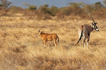 Naklejka na ściany i meble Beisa Oryx, oryx beisa, Female with Young in Savannah, Masai Mara Park in Kenya