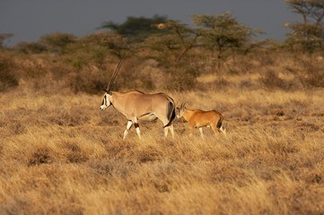Beisa Oryx, oryx beisa, Female with Young in Savannah, Masai Mara Park in Kenya