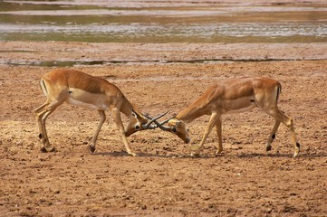 Impala, aepyceros melampus, Males fighting, Masai Mara park in Kenya