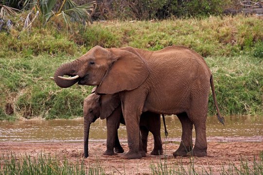 African Elephant, loxodonta africana, Female with Young standing near River, Samburu Park in Kenya