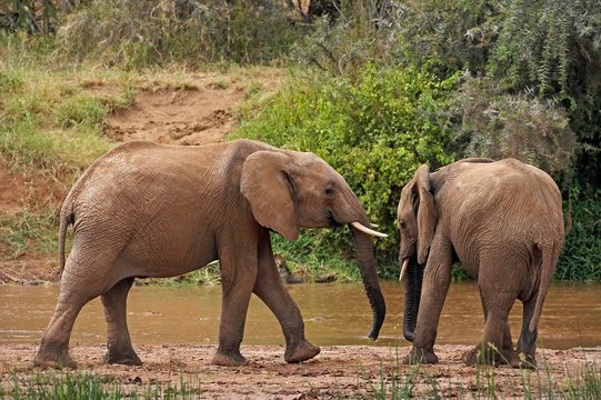 African Elephant, loxodonta africana, Youngs standing near River, Samburu Park in Kenya