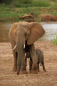 African Elephant, loxodonta africana, Female and Young standing near River, Samburu Park in Kenya