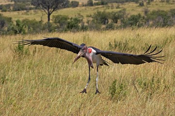 Marabou Stork, leptoptilos crumeniferus, Adult in Flight, Masai Mara Park in Kenya