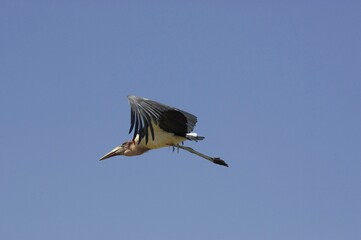 Marabou Stork, leptoptilos crumeniferus, Adult in Flight, Masai Mara Park in Kenya