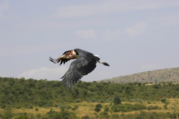 Marabou Stork, leptoptilos crumeniferus, Adult in Flight, Masai Mara Park in Kenya