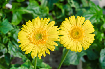 blooming yellow chrysanthemum flower on nature.