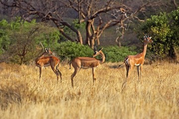 Naklejka na ściany i meble Gerenuk or Waller's Gazelle, litocranius walleri, Group of Males, Samburu Parc in Kenya