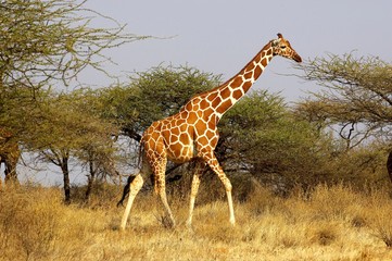 Reticulated Giraffe, giraffa camelopardalis reticulata, Adult walking through Acacias trees,...