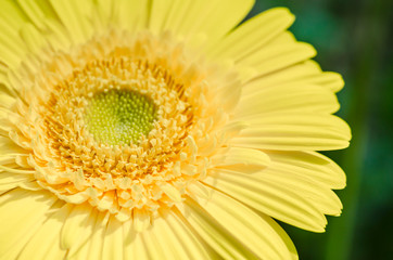 blooming yellow chrysanthemum flower on nature.
