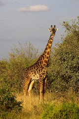 Rothschild's Giraffe, giraffa camelopardalis rothschildi, Male standing in Bush, Masai Mara Park in Kenya