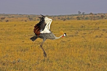 Grey-Crowned Crane, balearica regulorum, Adult in Flight, Masai Mara Park in Kenya