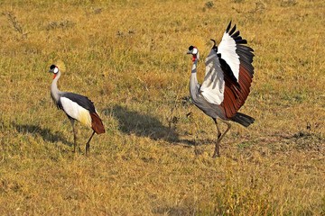 Grey-Crowned Crane, balearica regulorum, Pair Courtship displaying, Masai Mara Park in Kenya
