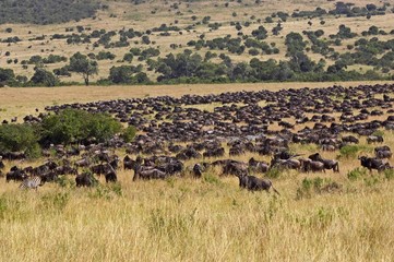 Fototapeta na wymiar Blue Wildebeest, connochaetes taurinus, Herd Migrating, Masai Mara Park in Kenya