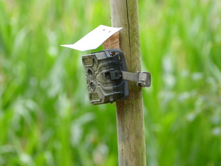 wildkamera an einem futterplatz
