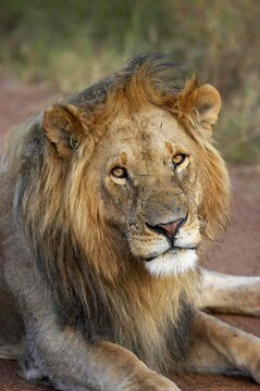 African Lion, panthera leo, Portrait d'un Male, Masai Mara Park in Kenya