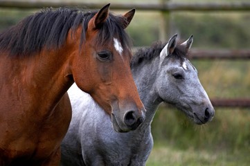 Fototapeta na wymiar Connemara Pony, Portrait of Mare and Foal