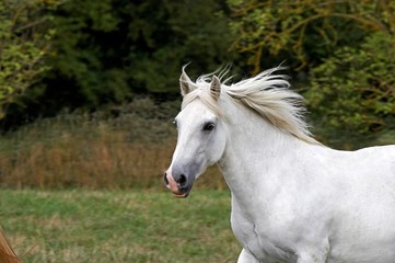 Fototapeta na wymiar Connemara Pony, Mare standing in Paddock