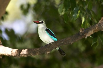 Woodland Kingfisher, halcyon senegalensis, Adult standing on Branch, Kenya