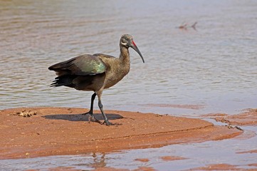 Hadada Ibis, bostrychia hagedash, Adult standing near Water, Samburu park in Kenya