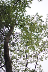 grünes Blätterdach