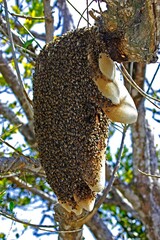 Fototapeta na wymiar Wild Swarm of Bees, Los Lianos in Venezuela