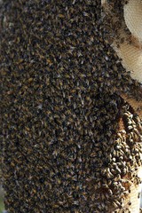 Wild Swarm of Bees, Los Lianos in Venezuela