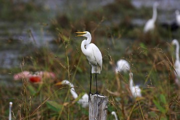 Great-White Egret, casmerodius albus, Adult standing on Post, Calling, Los Lianos in Venezuela