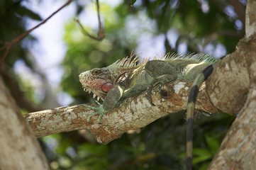 Green Iguana, iguana iguana, Adult perched in Tree, Los Lianos in Venezuela