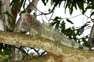 Green Iguana, iguana iguana, Adult perched in Tree, Los Lianos in Venezuela
