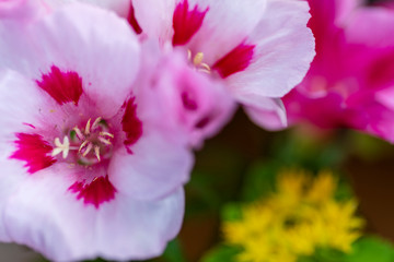 Godetia, Clarkia amoena, Farewell to Spring